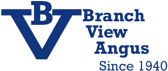 Branch View Angus