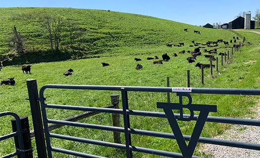 Farm Gate with cattle