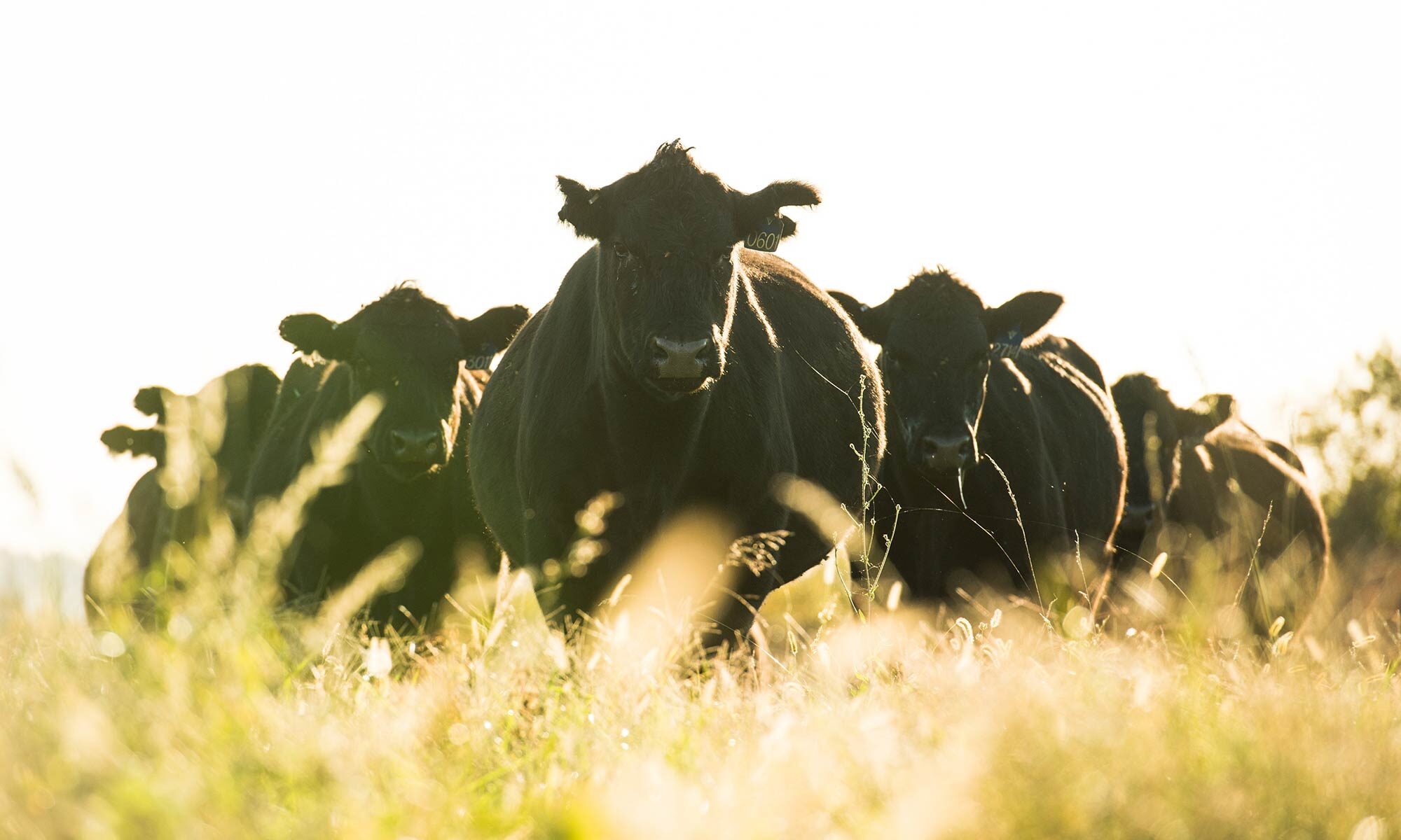 Branch View Angus Cattle