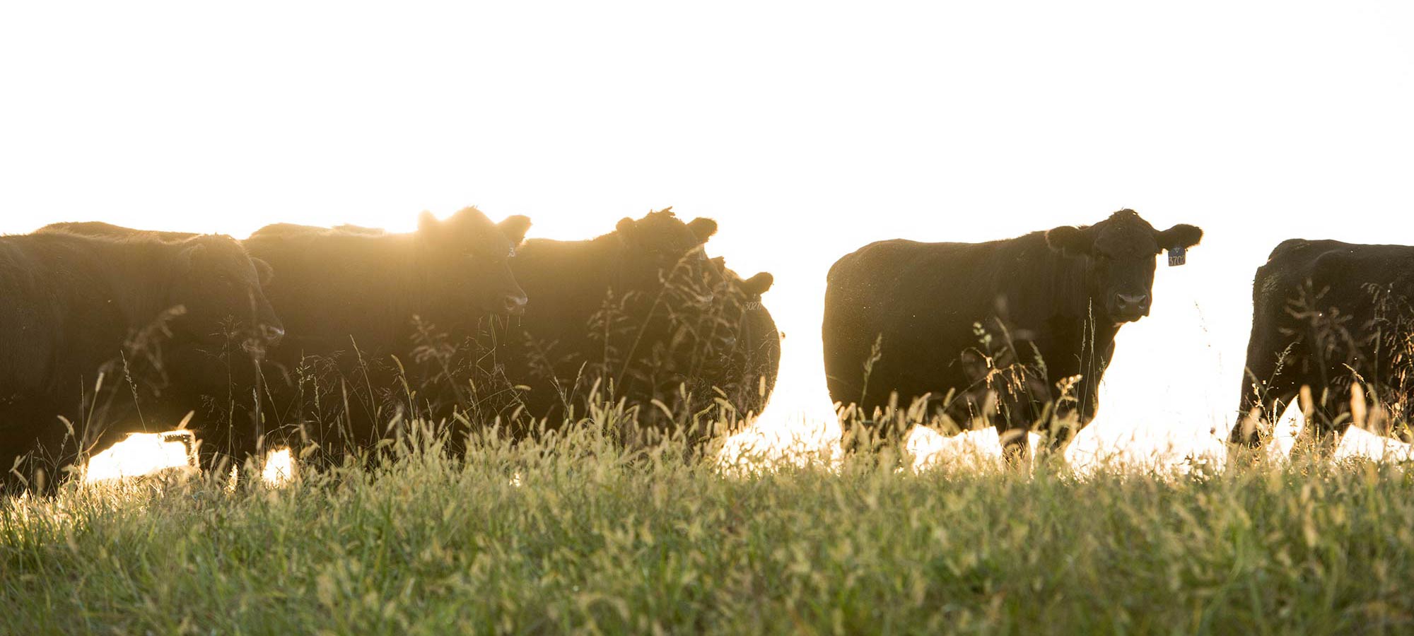 Branch View Angus Cattle Sunset