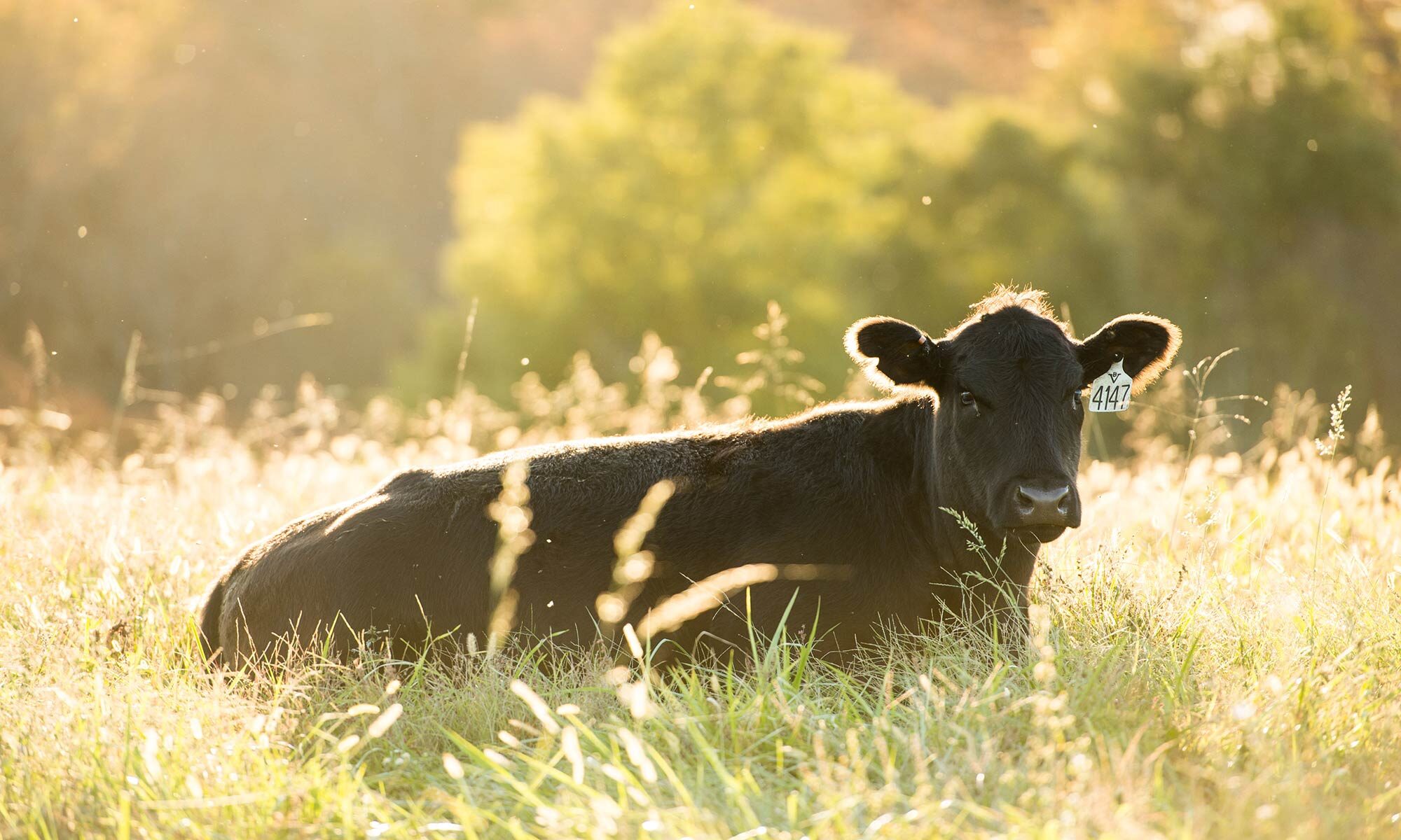 Branch View Angus Cow in Tall Grass