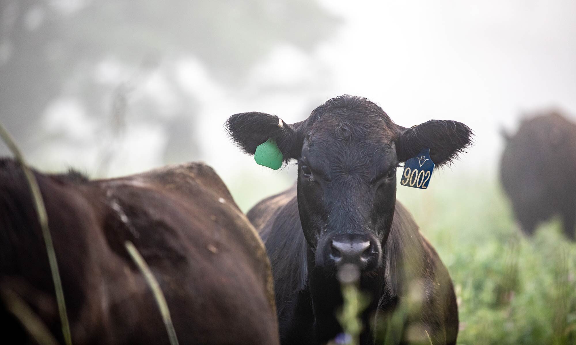 Branch View Angus Cow with Fog