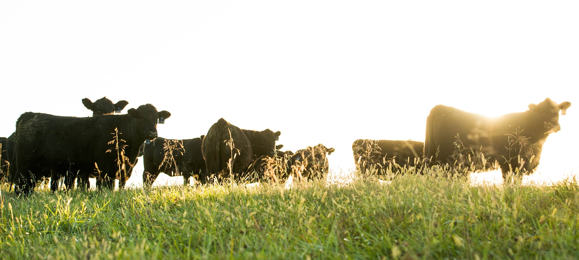 Branch View Angus Cattle