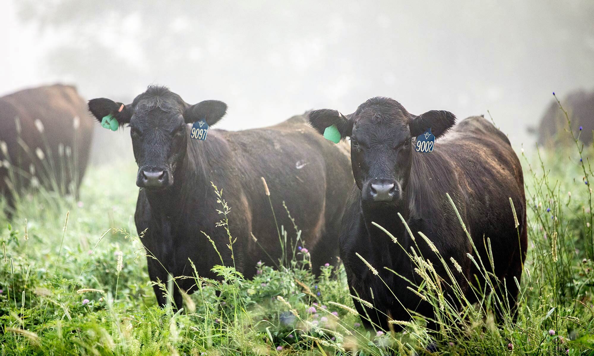 Branch View Angus Bulls