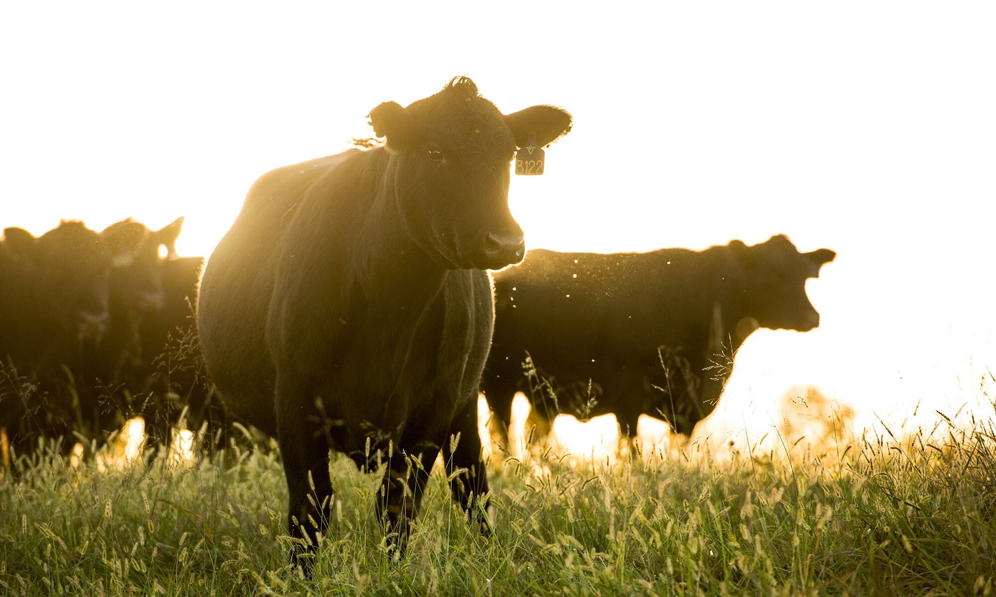Branch View Angus Cattle